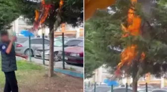 Küçücük çocuklar parktaki ağacı ateşe verdi