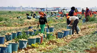 Adana'da Soğan Fiyatları Düşüşte: Çiftçi Umduğunu Bulamadı