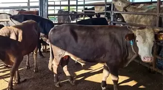 Trakya'da Kaçak Hayvan Sevkiyatına 130 Bin TL Ceza