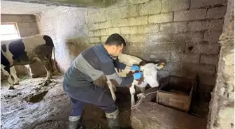 Gazipaşa'da Gıda Güvenliği ve Hayvan Sağlığı İçin Denetimler Sürüyor