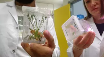 Nesli tükenmekte olan bitkiler laboratuvarda yaşatılıyor