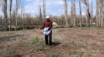 Akyaka'da Elle Tohum Serpme Geleneği Yaşatılıyor