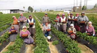 Mersin'in Silifke İlçesinde Çilek Hasadı Başladı, İhraç Fiyatları Yükseldi