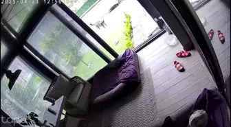 Sakarya'da Deprem Anında İki Köpeğin Kaçış Anları Güvenlik Kamerasında