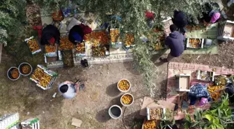 Mersin'de 'Sarı Altın' Yenidünya Meyvesinin Hasadı Başladı