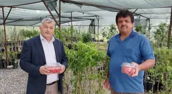 Gazipaşa'da İlk Kiraz Hasadı Yapıldı: Kilosu 1.000 TL