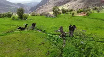 Tunceli'de Ceviz Ağaçları Tekrar Hedefte