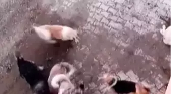 Yayladağı'nda 7 Köpeğin 2 Köpeğe Saldırdığı Korkutucu Anlar Kaydedildi