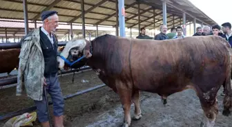 Kurban Bayramı Öncesi Oltu'da Hayvan Pazarlarında Hareketlilik