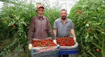 Mersin'de Örtü Altı Domates Hasadı Devam Ediyor