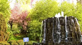 Dikmen Vadisi'nde Sakura Ağaçlarının Güzelliği