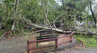 Osmaniye'de Fırtına Tarihi Çınar Ağacını Kırdı