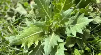 Güzelavrat otu zehirli mi, deli bat bat otu yenir mi?