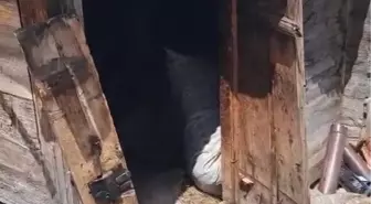 Ayılar Kış Uykusundan Uyanarak 30 Eve Zarar Verdi