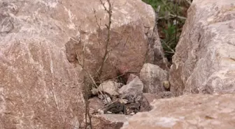 Hakkari'de Yılanlar Doğaya Dönüyor
