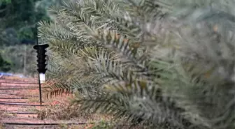 Çin'de Hurma Palmiyesi Fidanlığı Taze Meyve Vermeye Başladı