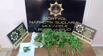 Dörtyol'da Uyuşturucu Operasyonu: 20 Kök Hint Keneviri Ele Geçirildi