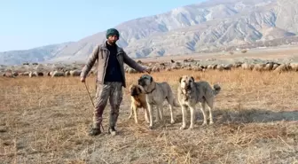 Erzincan Besicileri Çoban Bulmakta Zorlanıyor