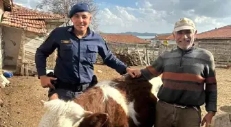 Kırşehir'de Kaybolan Büyükbaş Hayvan Bulundu