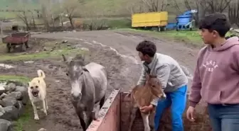 Kral, Doğum Yapan Hayvanları Yalnız Bırakmıyor
