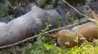Akyazı'da Zehirli Tavuk Parçalarıyla 8 Köpek Öldürüldü