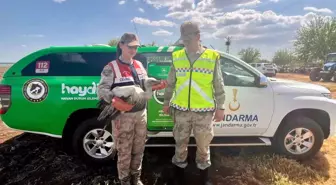 Şanlıurfa'da Yaralı Leylek Tedavi Altına Alındı