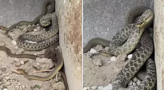 Kepçe operatörü hayatının şokunu yaşadı! İş makinesine yılanlar takıldı