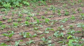 Tarımda Su Tasarrufu Uyarısı: Yüzde 70 Su Kullanımı Sorunu