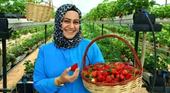 Kahramanmaraş'ta Modern Serada Dalından Çilek Toplama Keyfi