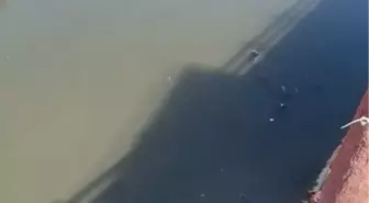 Yeşilırmak'ta Toplu Balık Ölümlerinin Ardından Ördek ve Kaz Ölümleri