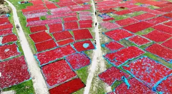 Bangladeş'in Panchagarh Bölgesinde Biber Yetiştiriciliği