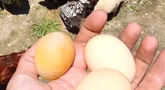 Elazığ'da Kabuksuz Yumurta Şaşkınlığı
