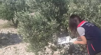 Didim'de Zeytin Bahçelerinde Hastalık ve Zararlı Kontrolleri Gerçekleştirildi