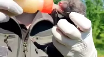 Düzce'de Yavru Tilkiler Doğaya Salındı