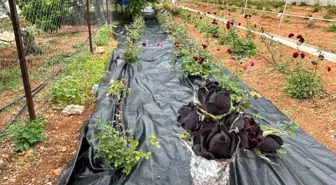 Halfeti'de Karagül Hasadı Başladı