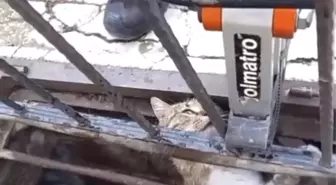 Çankırı'da Yağmur Suyu Mazgalına Sıkışan Kedi Kurtarıldı