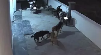 Seydikemer'de Sokak Köpekleri Kediyi Öldürdü