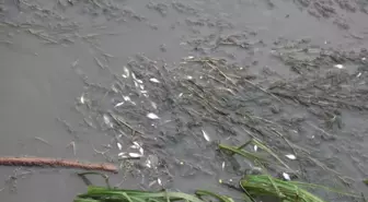 Amasya'da Yeşilırmak Nehri'nde Balık Ölümleri Yaşandı