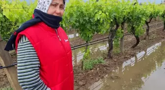 Manisa'da Yağmurlar Üzüm Bağlarına Can Verdi