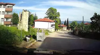Başlıca Köpek, Safranbolu'da Tavuk Çaldı