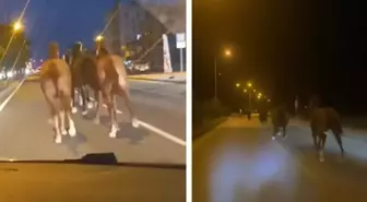 Bir dönem Türkiye'nin en zengin iş insanıydı! Çiftliğindeki yarış atları kaçtı