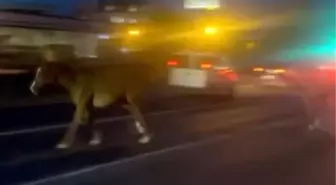Mersin'de D-400 Karayolu'nda Atlar Trafiği Karıştırdı