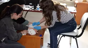Erzincan'da Evcil Hayvanlar Mikroçip ile Kimliklendiriliyor