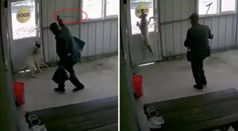 81 yaşındaki adam köpeği bastonuyla acımasızca dövdü