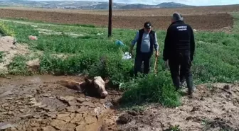 Kırıkkale'de İtfaiyeciler Çamura Batan İneği Kurtardı