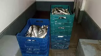 İznik Gölü'nde Yasadışı Avcılığa Geçit Yok