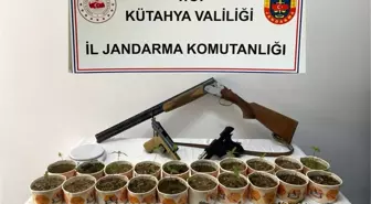 Kütahya'da Kaçakçılık Operasyonu: 25 Kök Kenevir ve Silah Ele Geçirildi