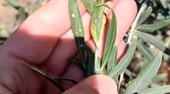 Manisa'da Zeytin Üreticilerine Hastalık Uyarısı