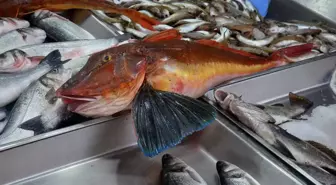 Sinop'ta 5 Kilogramlık Nadir Kırlangıç Balığı Tezgahları Süsledi