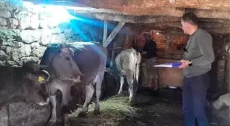 Yüksekova'da Hayvan Kimliklendirme ve Aşılama Çalışmaları Devam Ediyor